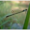 白粉細蟌(Agriocnemis femina oryzae)