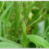 白粉細蟌(Agriocnemis femina oryzae)