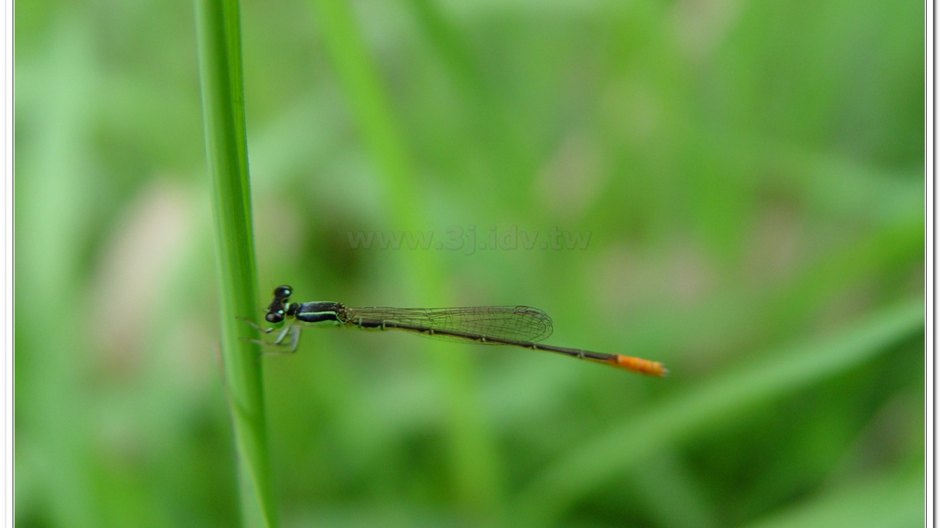 橙尾細蟌(Agriocnemis pygmaea )