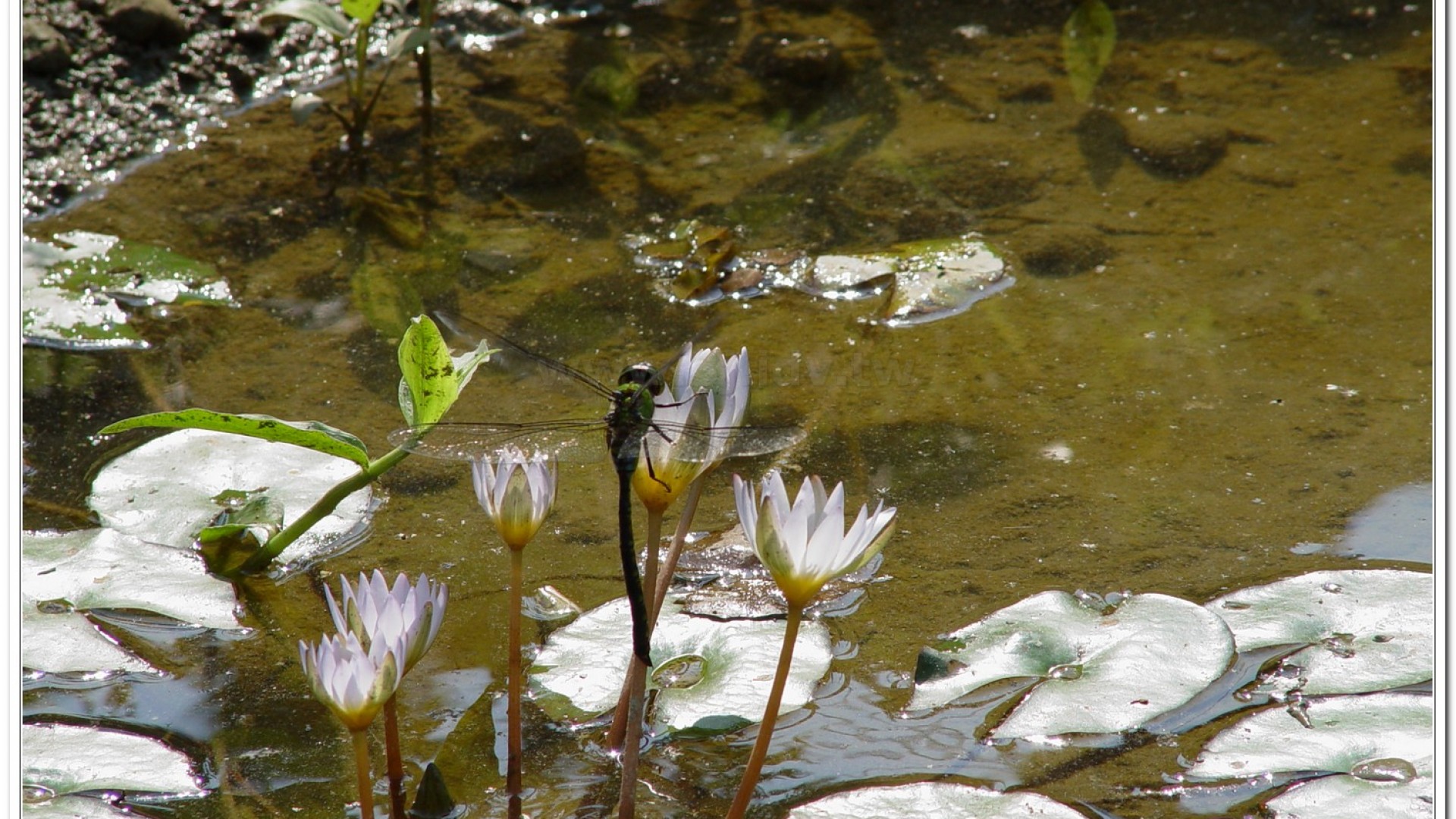麻斑晏蜓(Anax panybeus )