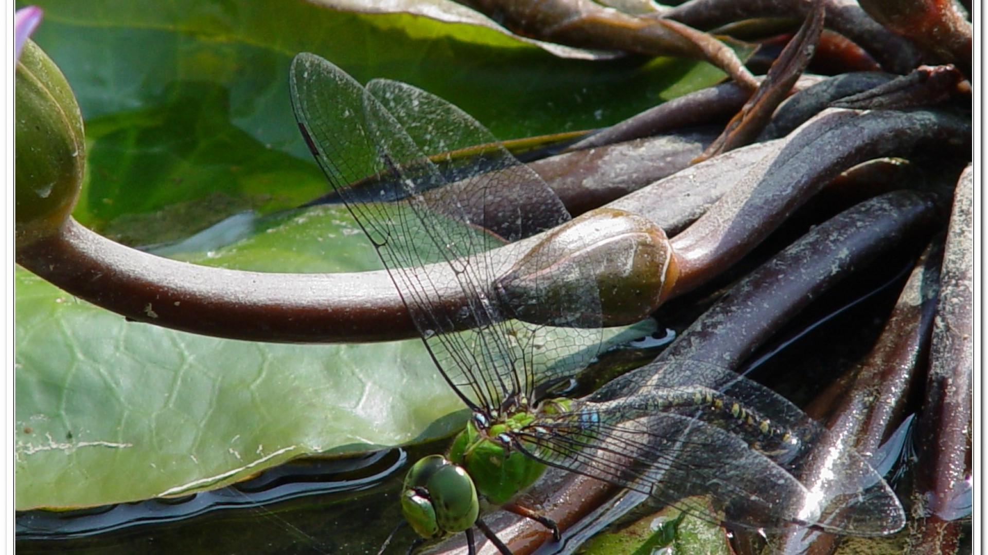 麻斑晏蜓(Anax panybeus )