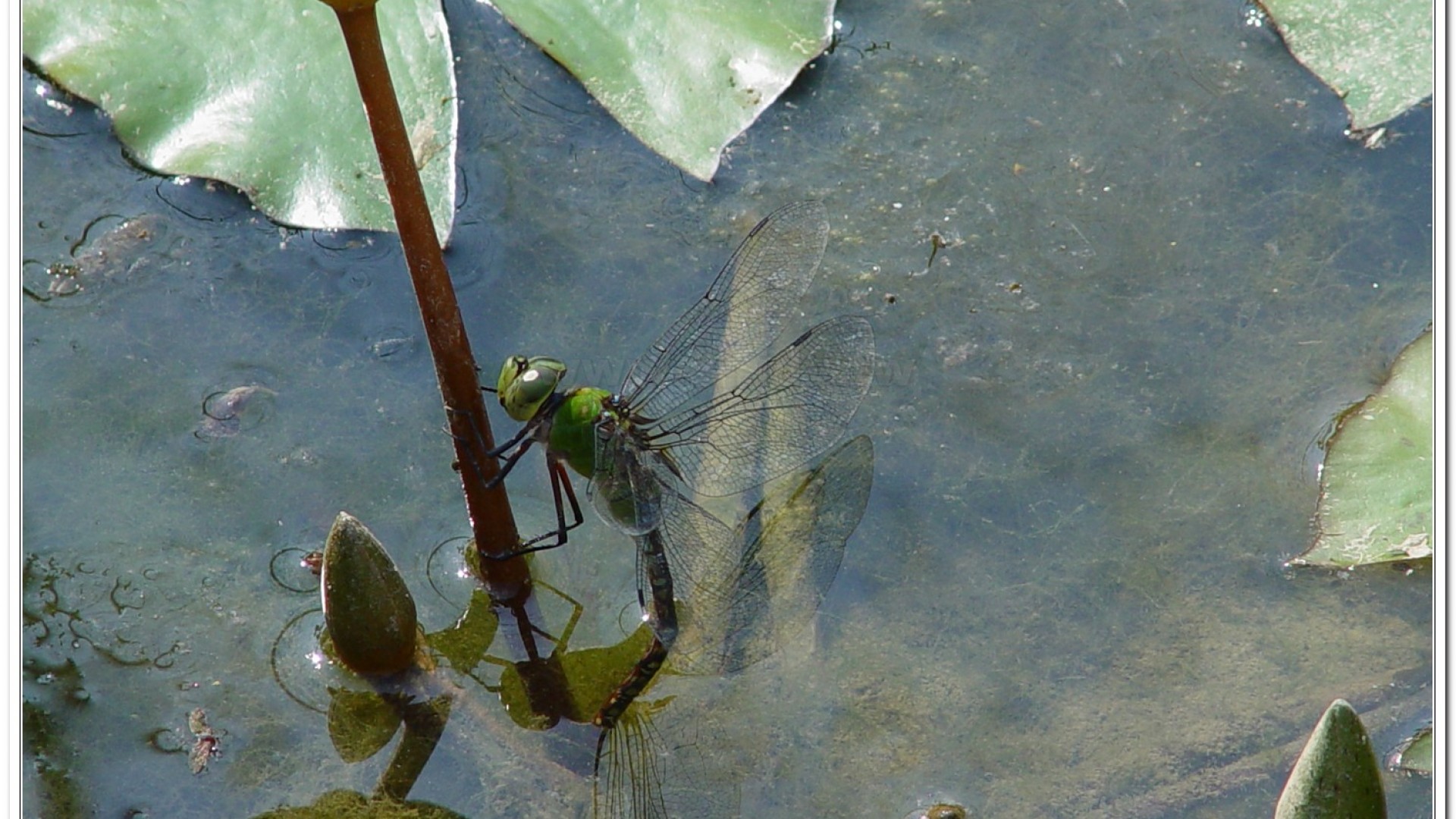 麻斑晏蜓(Anax panybeus )