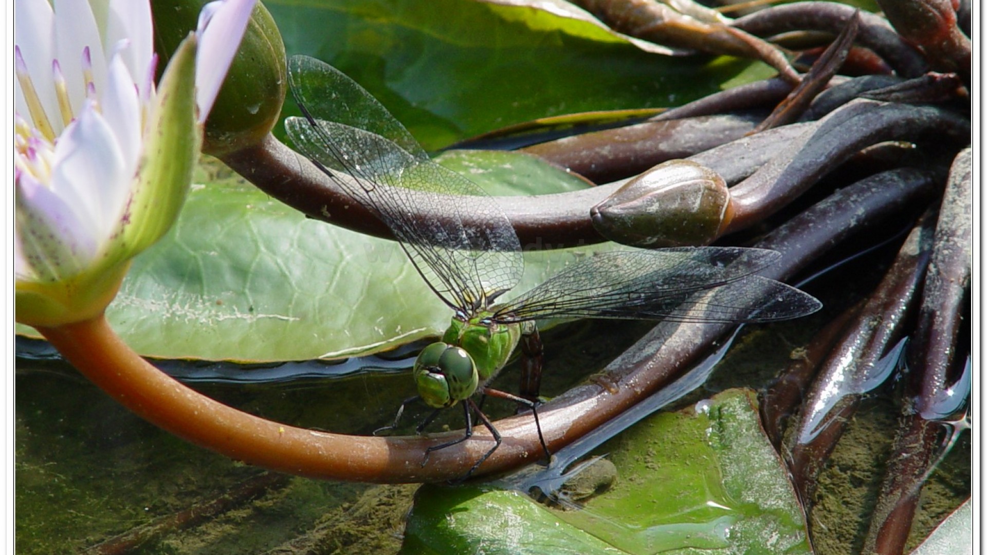 麻斑晏蜓(Anax panybeus )