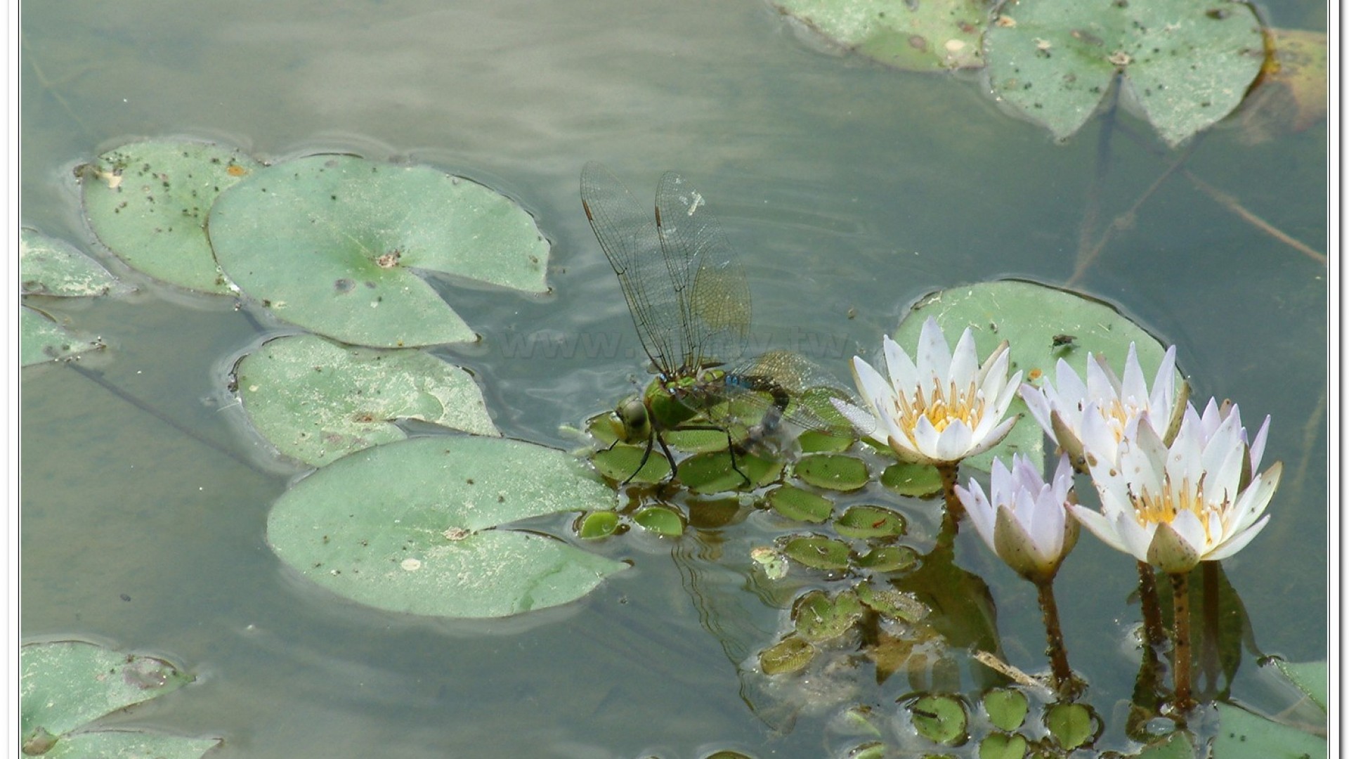 麻斑晏蜓(Anax panybeus )