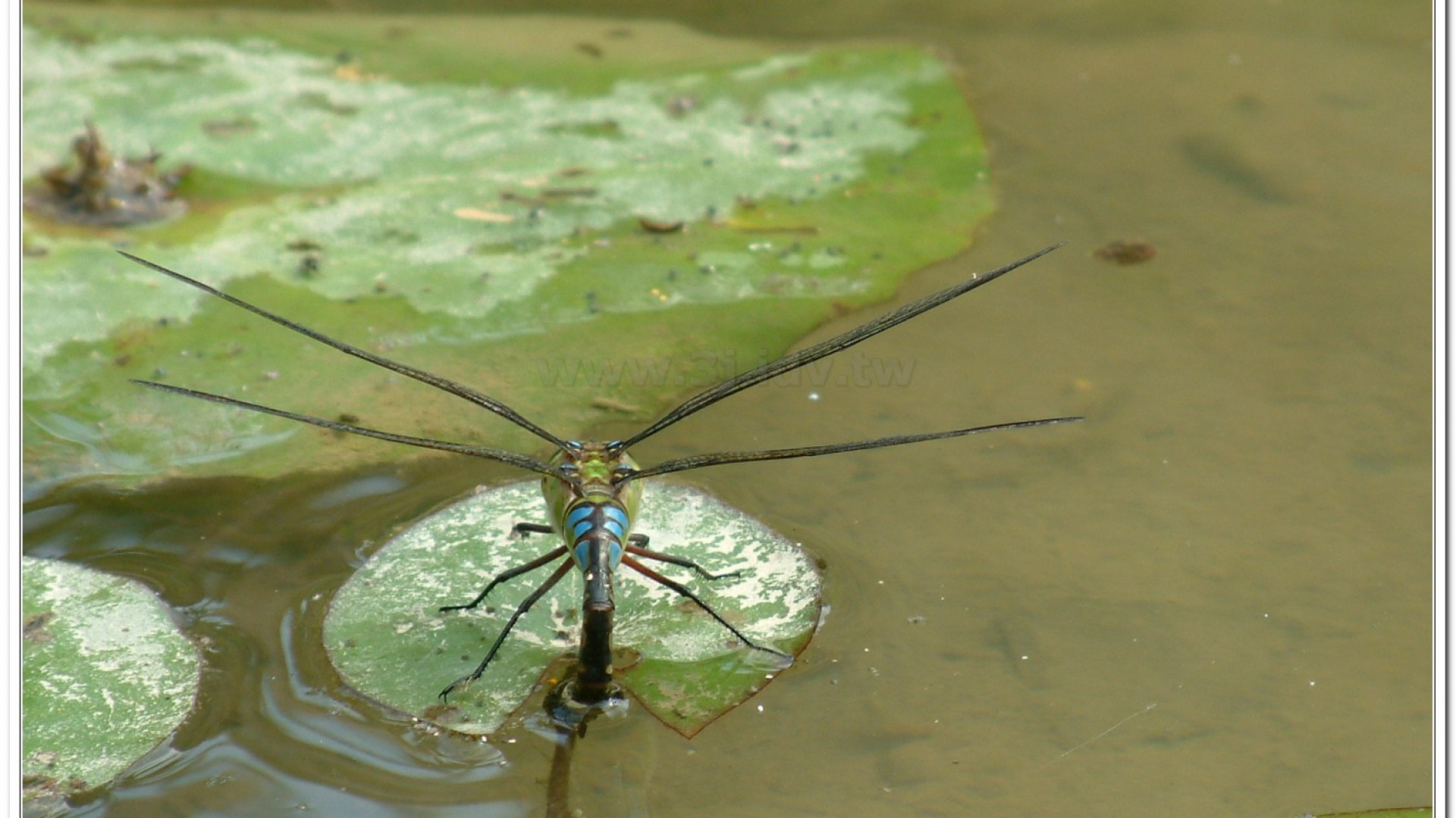 麻斑晏蜓(Anax panybeus )