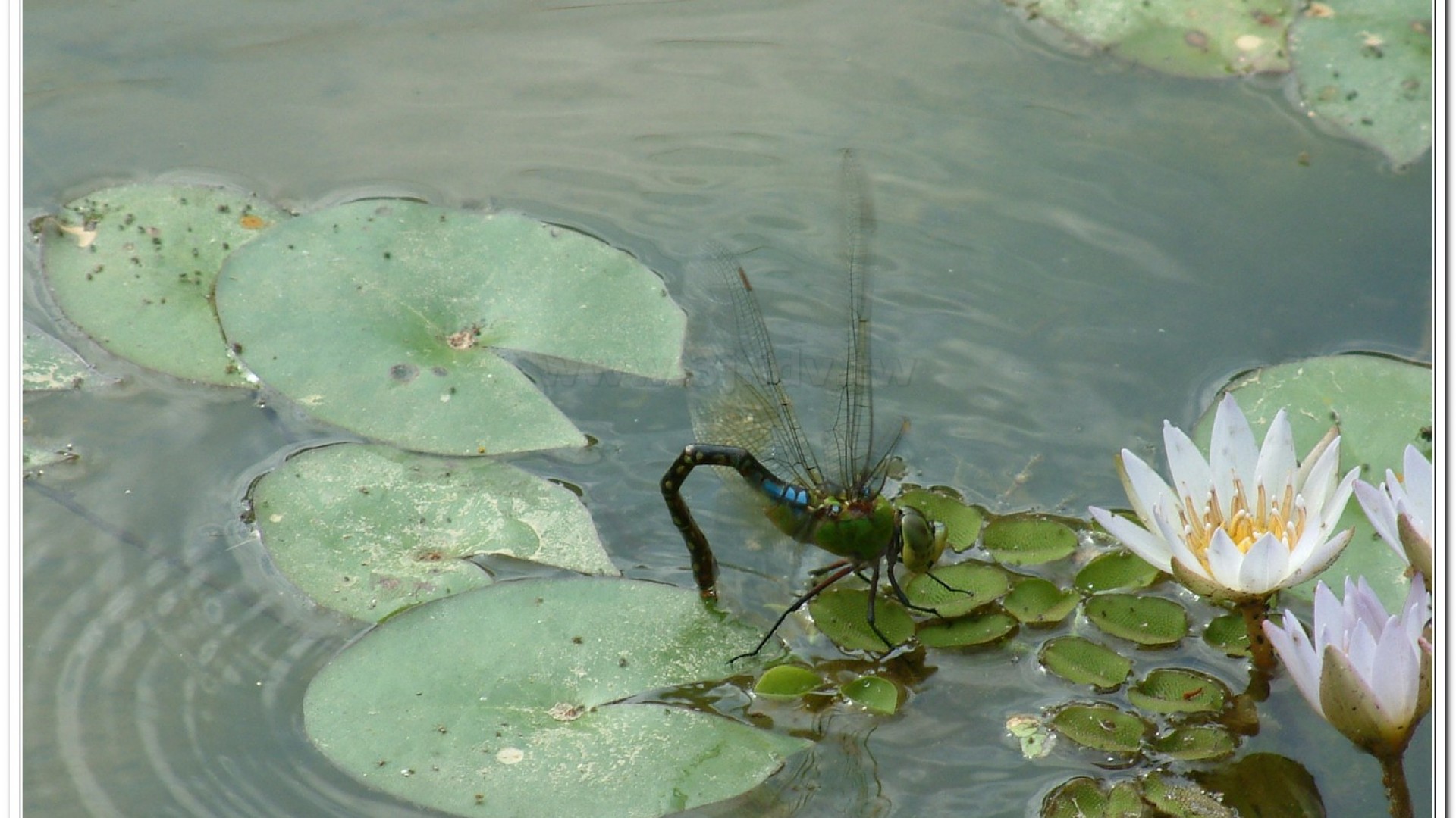 麻斑晏蜓(Anax panybeus )