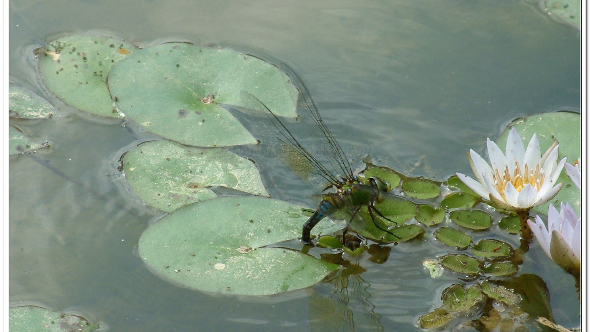 麻斑晏蜓(Anax panybeus )