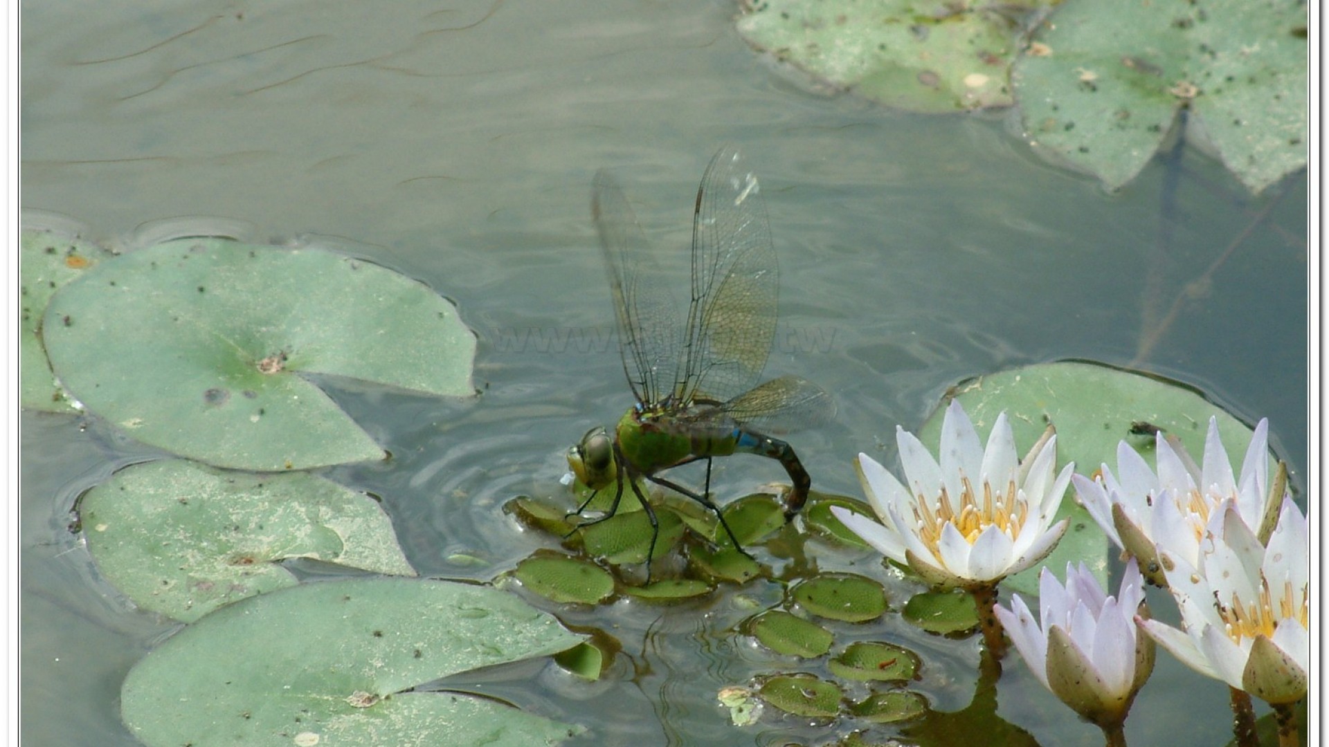 麻斑晏蜓(Anax panybeus )