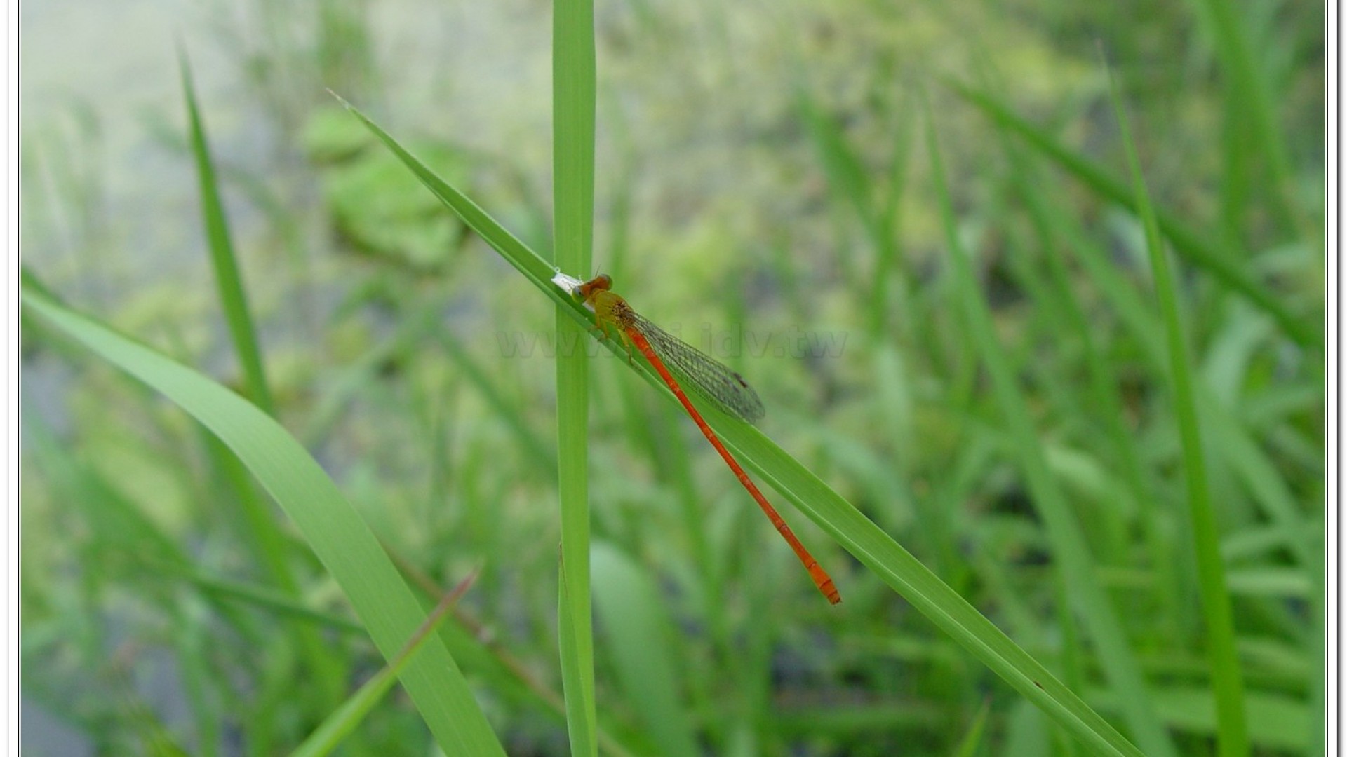 紅腹細蟌(Ceriagrion auranticum ryukyuanum )