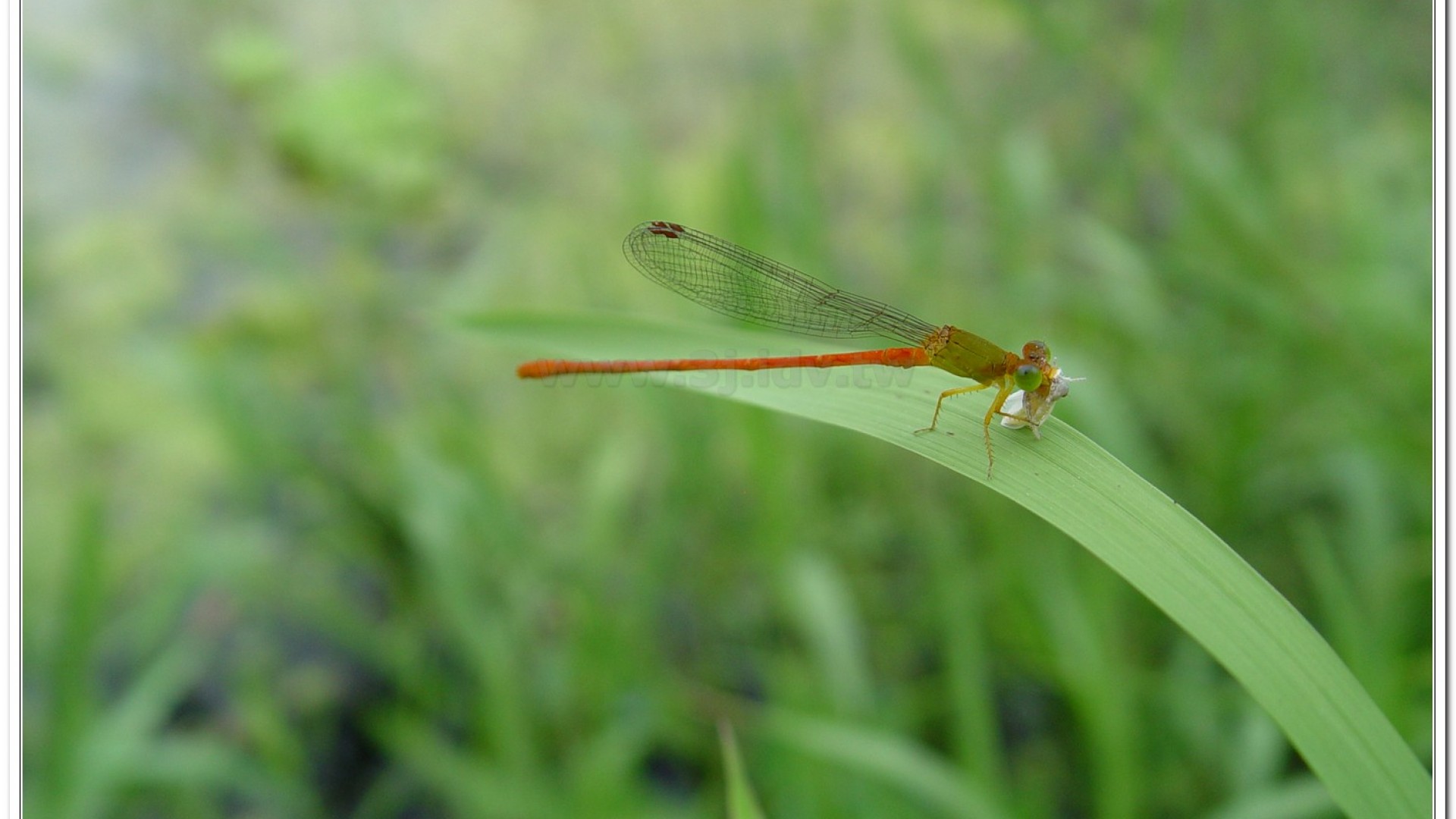 紅腹細蟌(Ceriagrion auranticum ryukyuanum )