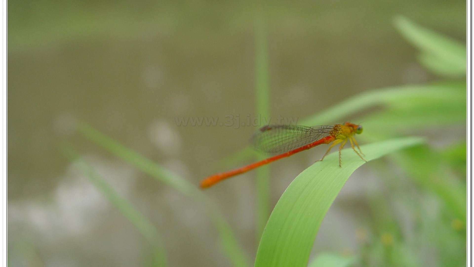 紅腹細蟌(Ceriagrion auranticum ryukyuanum )