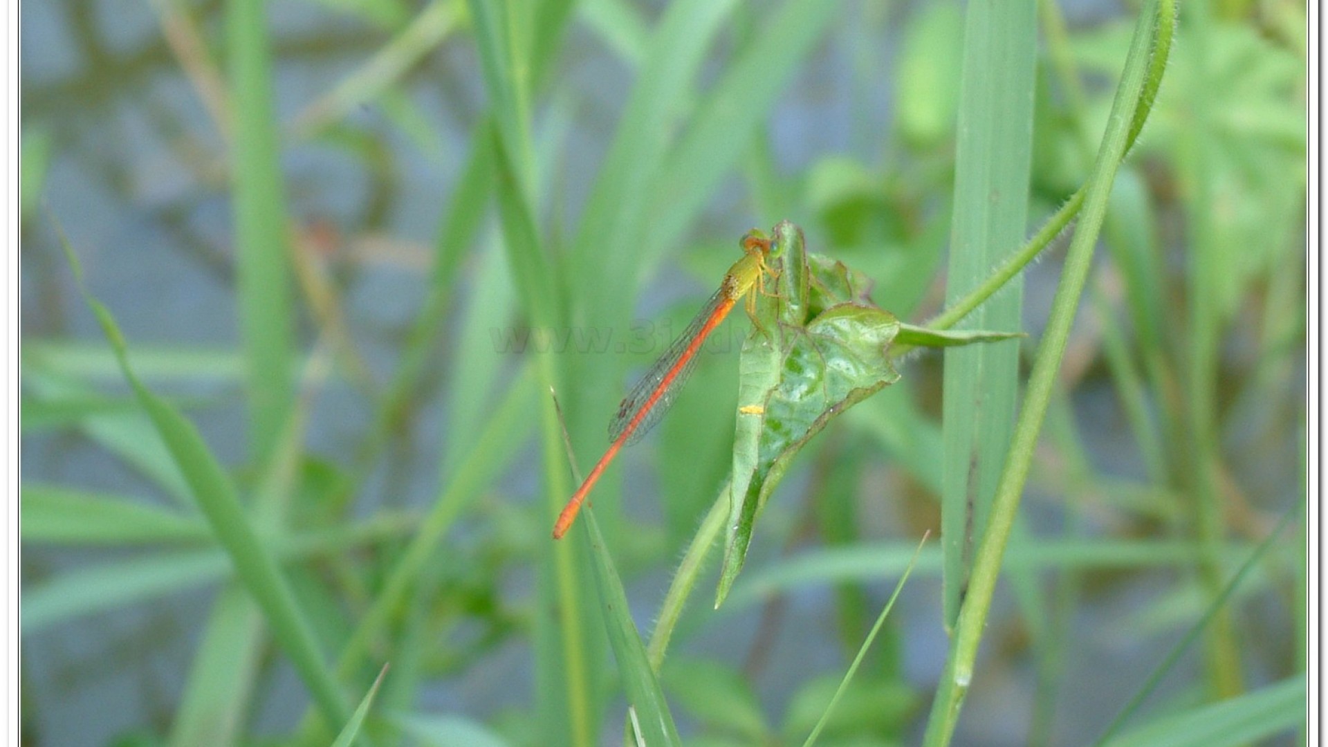 紅腹細蟌(Ceriagrion auranticum ryukyuanum )