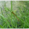 紅腹細蟌(Ceriagrion auranticum ryukyuanum )
