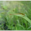 紅腹細蟌(Ceriagrion auranticum ryukyuanum )