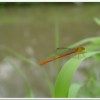 紅腹細蟌(Ceriagrion auranticum ryukyuanum )