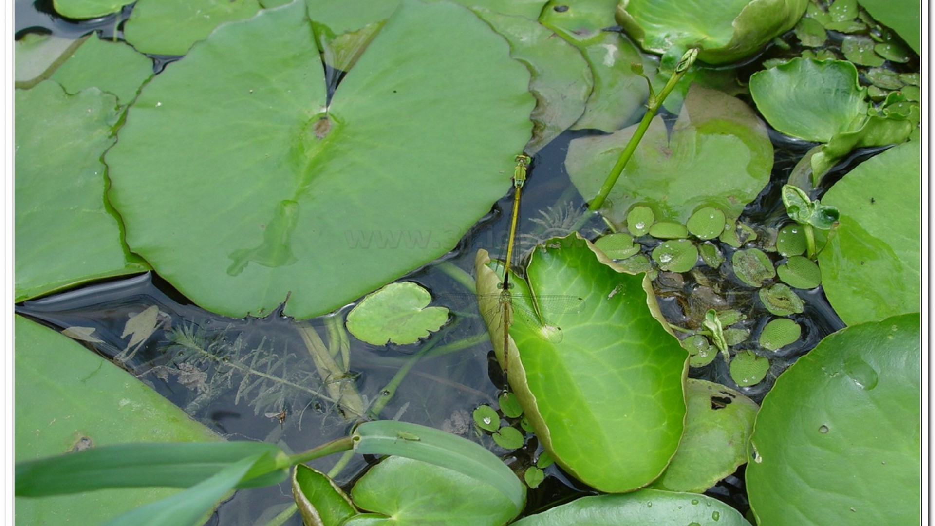 昧影細蟌(Ceriagrion fallax fallax )