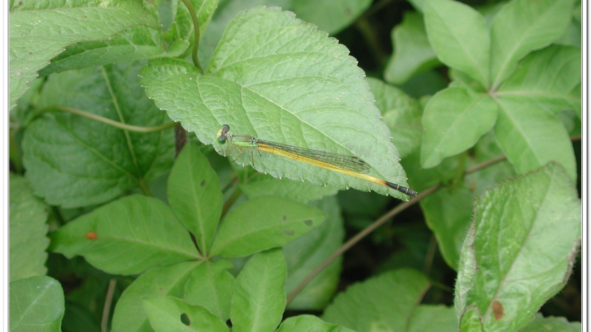 昧影細蟌(Ceriagrion fallax fallax )