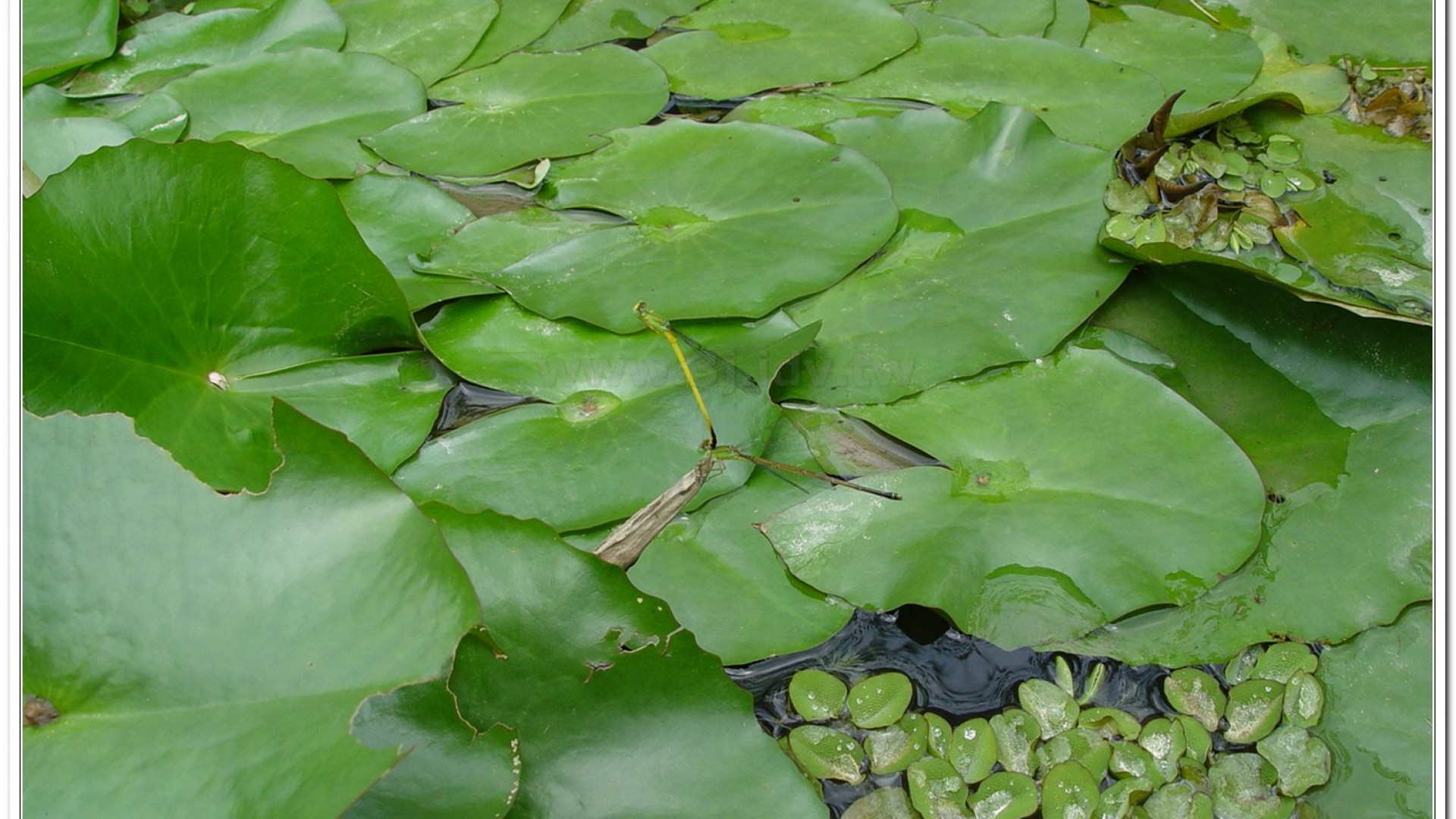 昧影細蟌(Ceriagrion fallax fallax )