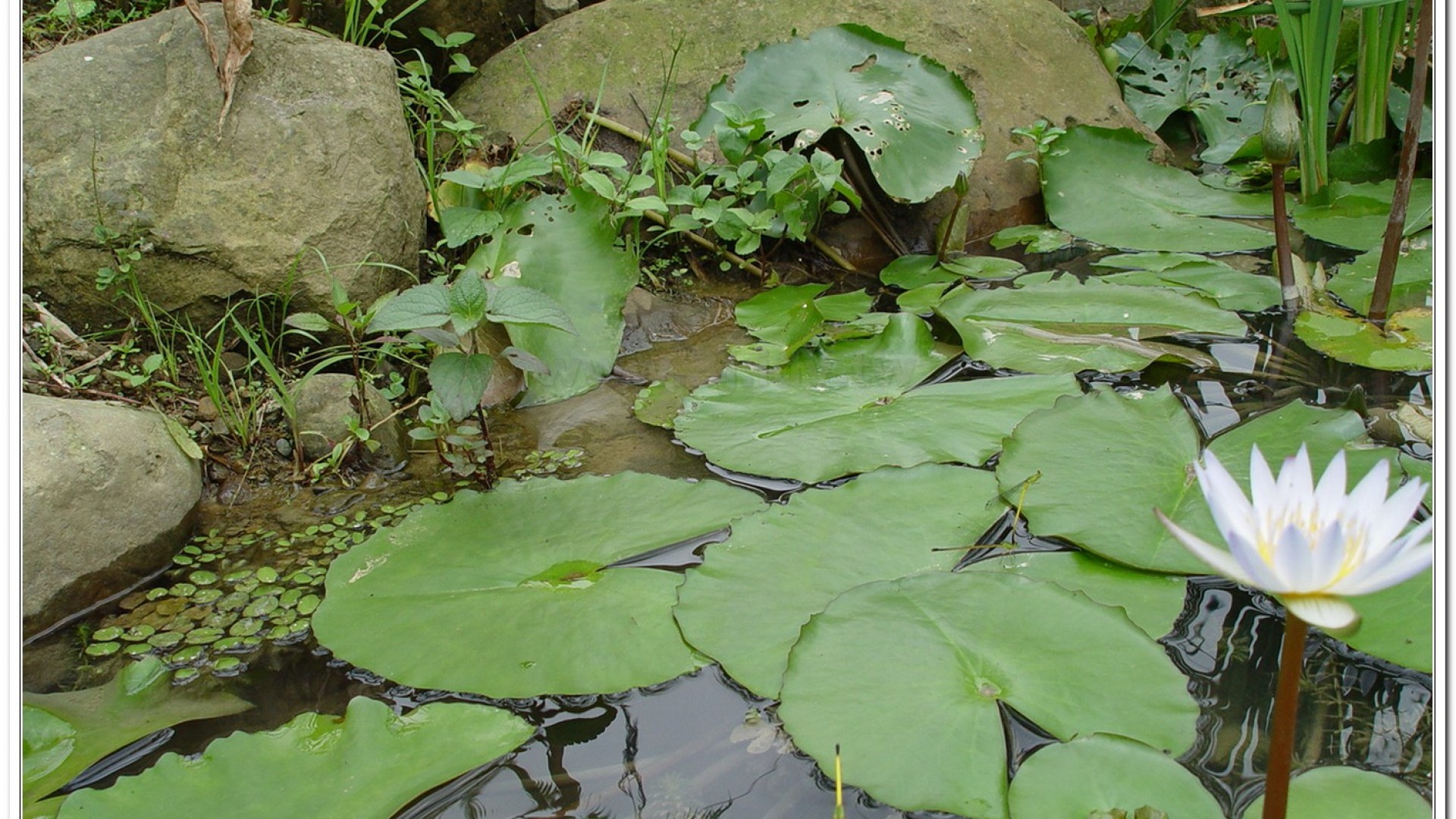 昧影細蟌(Ceriagrion fallax fallax )