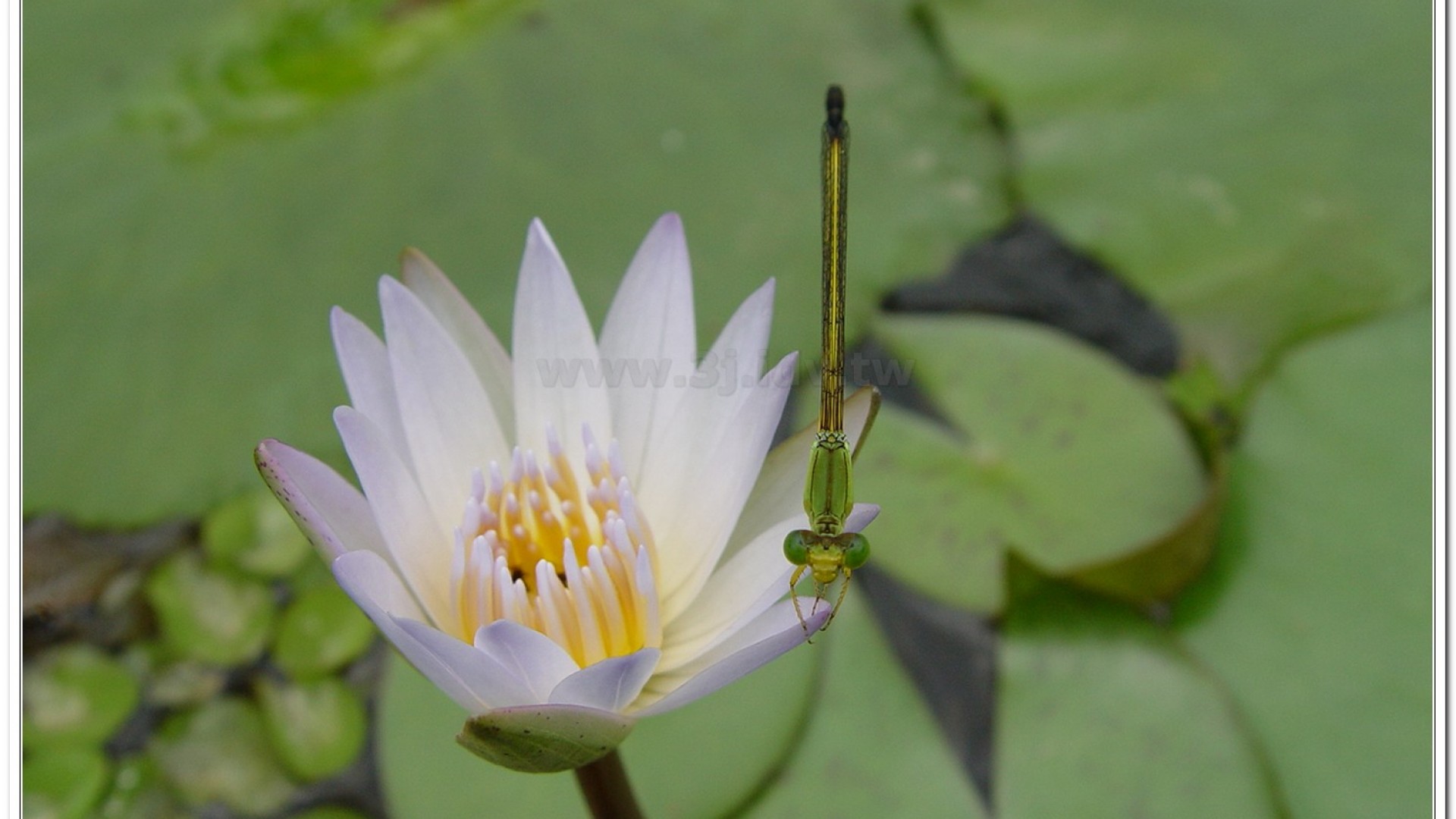 昧影細蟌(Ceriagrion fallax fallax )