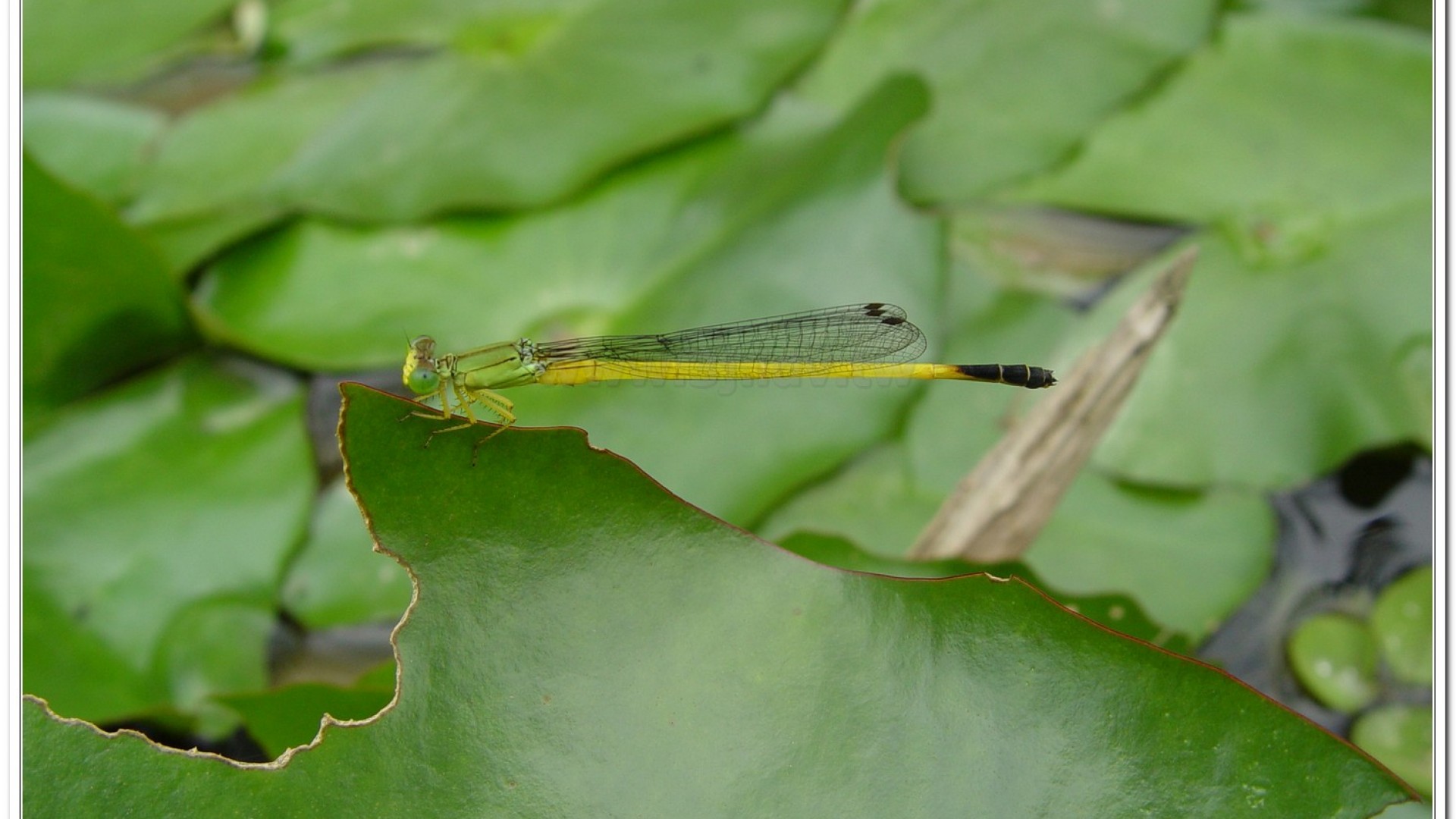 昧影細蟌(Ceriagrion fallax fallax )