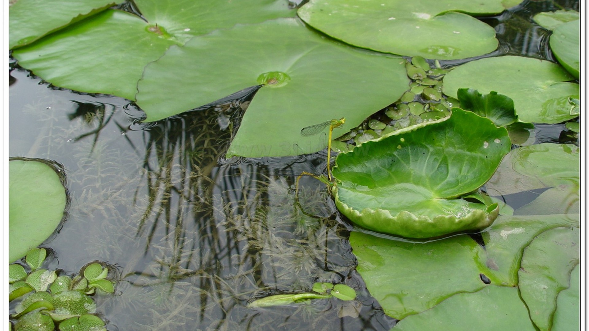 昧影細蟌(Ceriagrion fallax fallax )