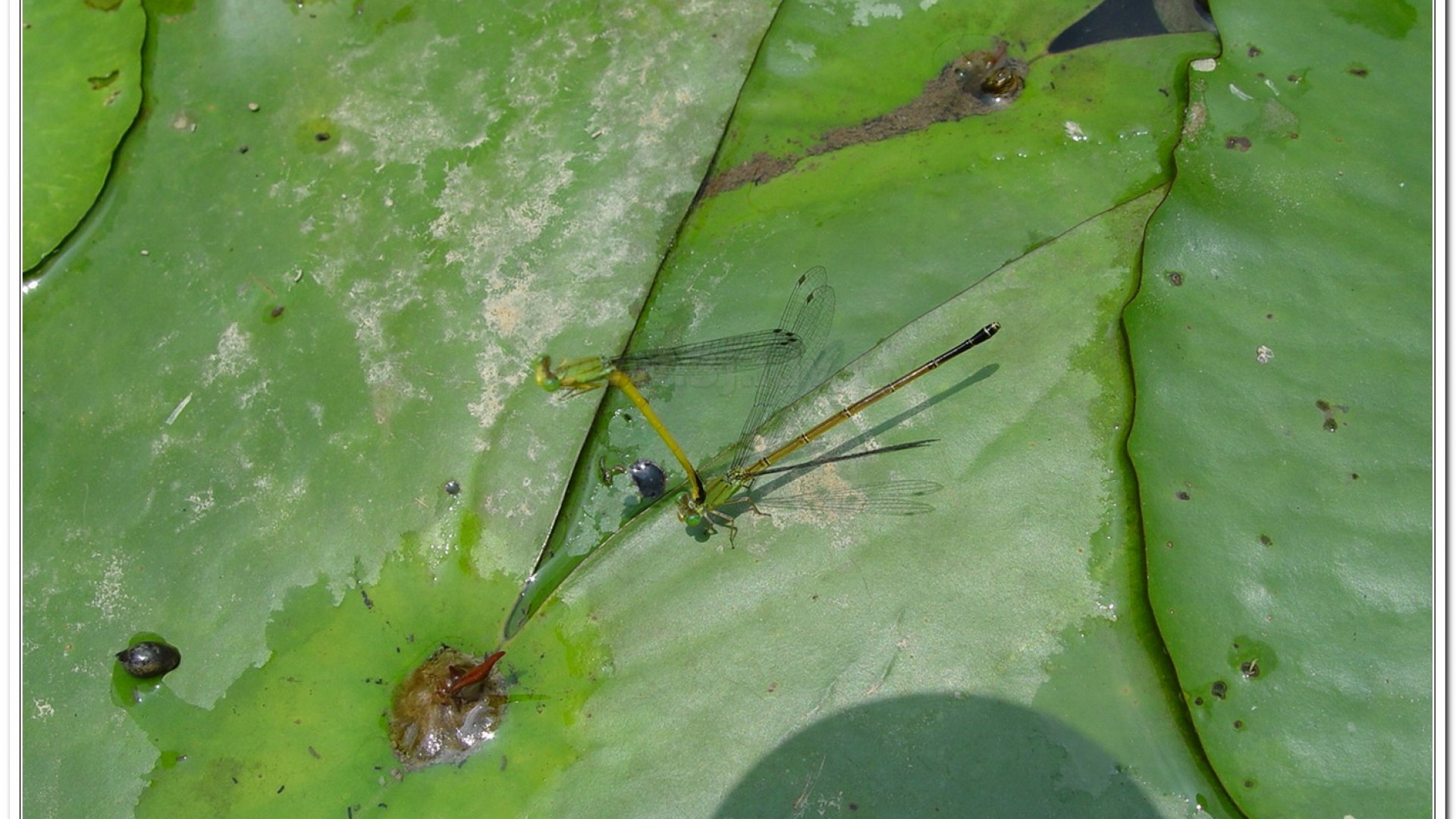昧影細蟌(Ceriagrion fallax fallax )