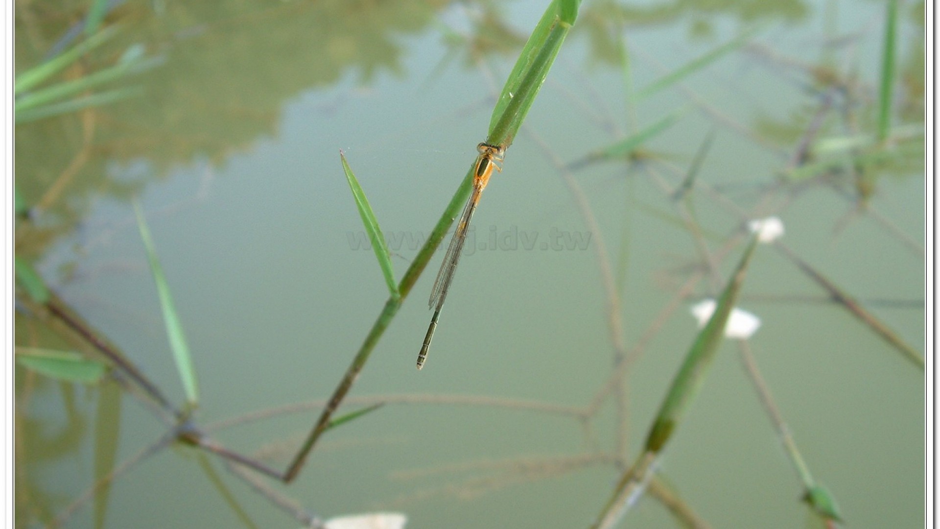 昧影細蟌(Ceriagrion fallax fallax )