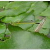 昧影細蟌(Ceriagrion fallax fallax )