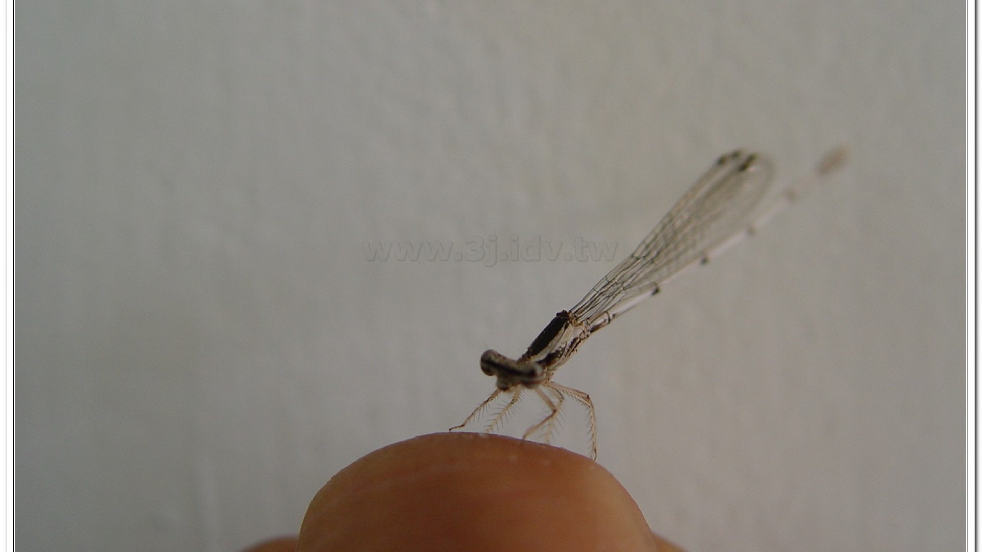 脛蹼琵蟌(Copera marginipes )