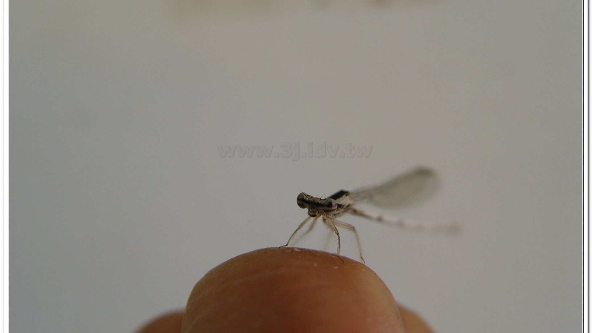 脛蹼琵蟌(Copera marginipes )