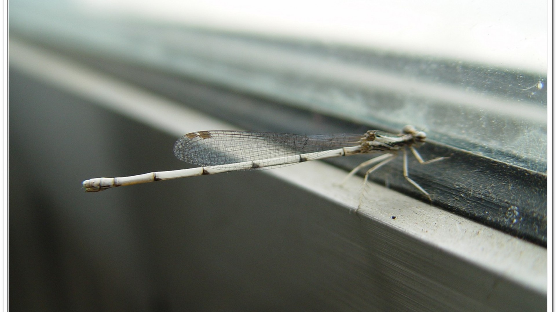 脛蹼琵蟌(Copera marginipes )