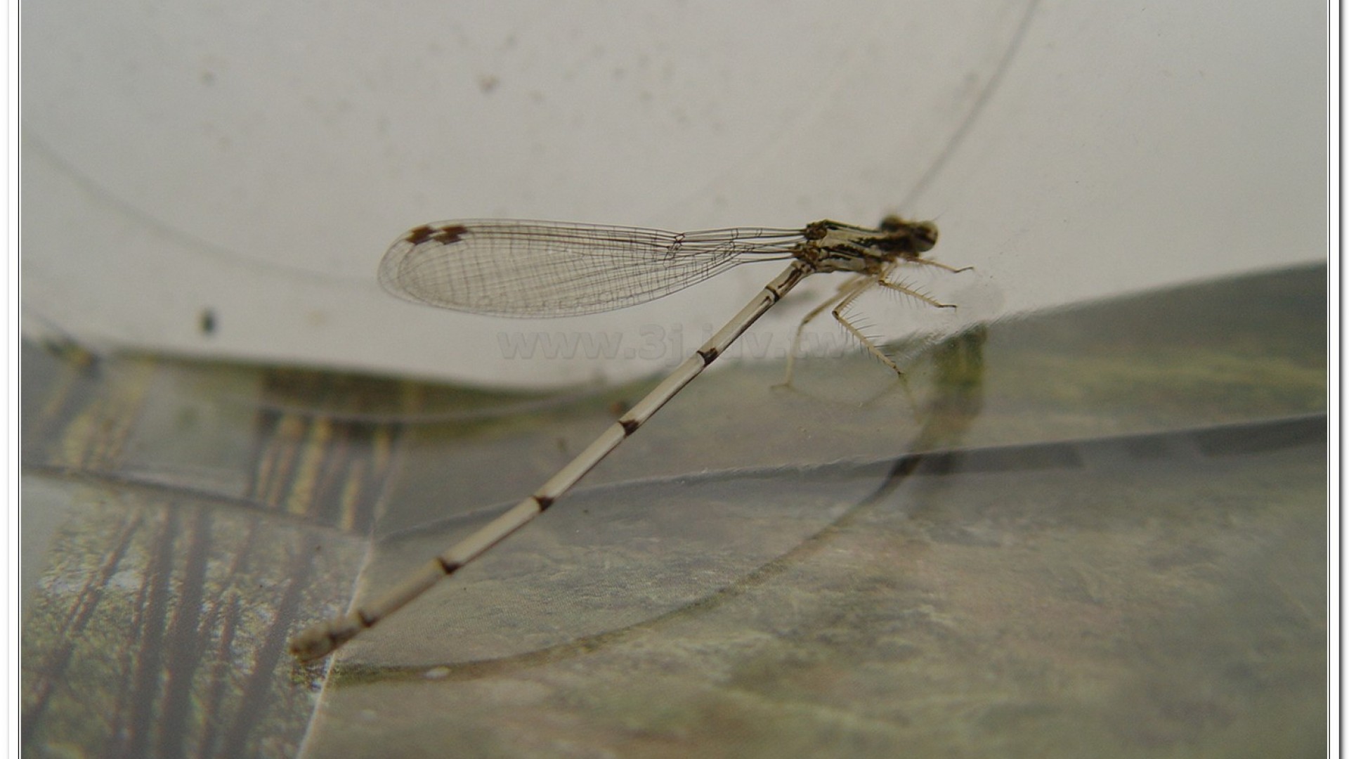 脛蹼琵蟌(Copera marginipes )