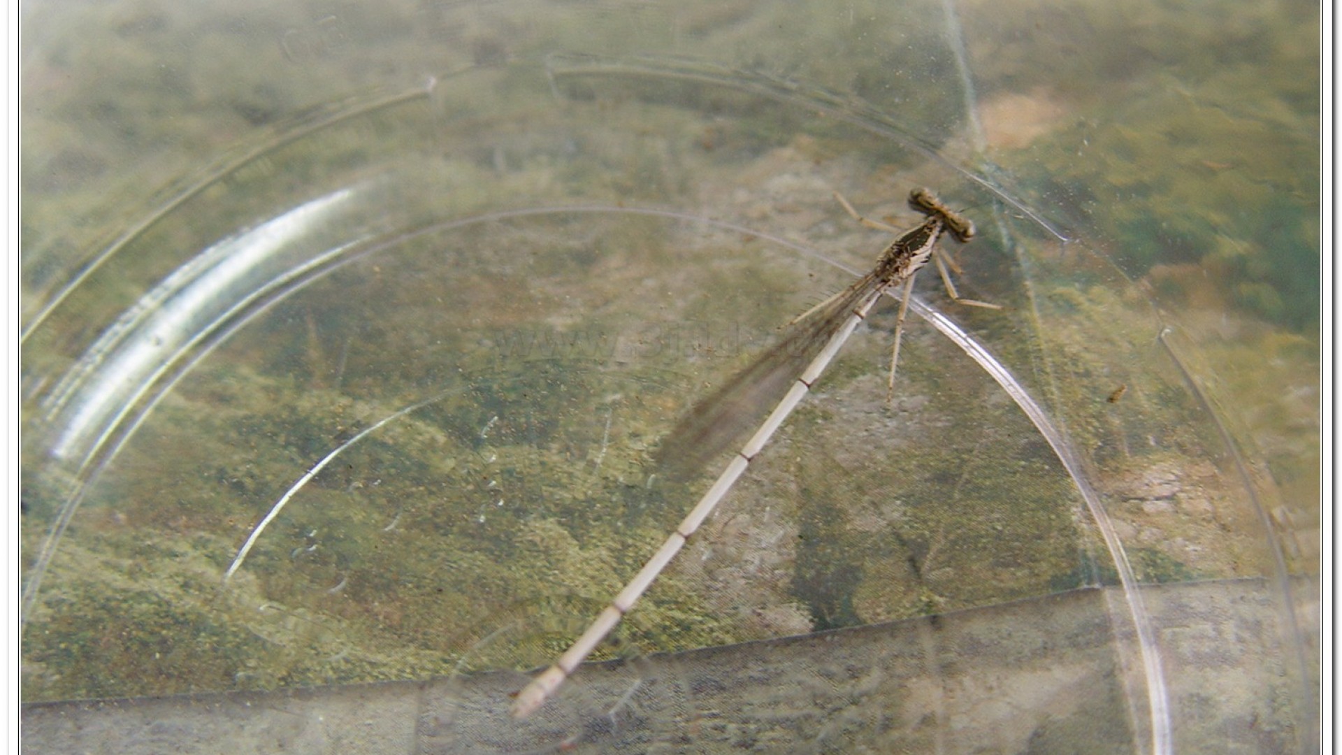 脛蹼琵蟌(Copera marginipes )