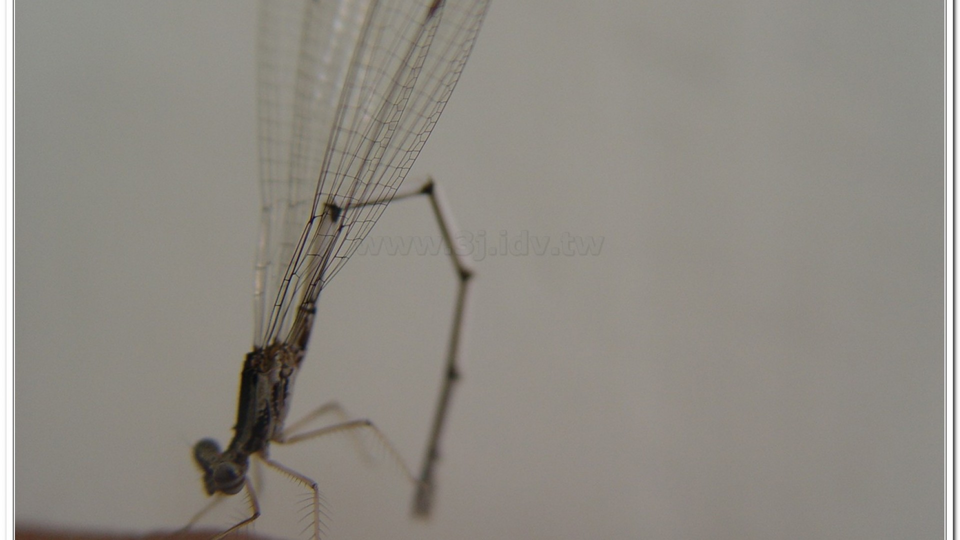 脛蹼琵蟌(Copera marginipes )