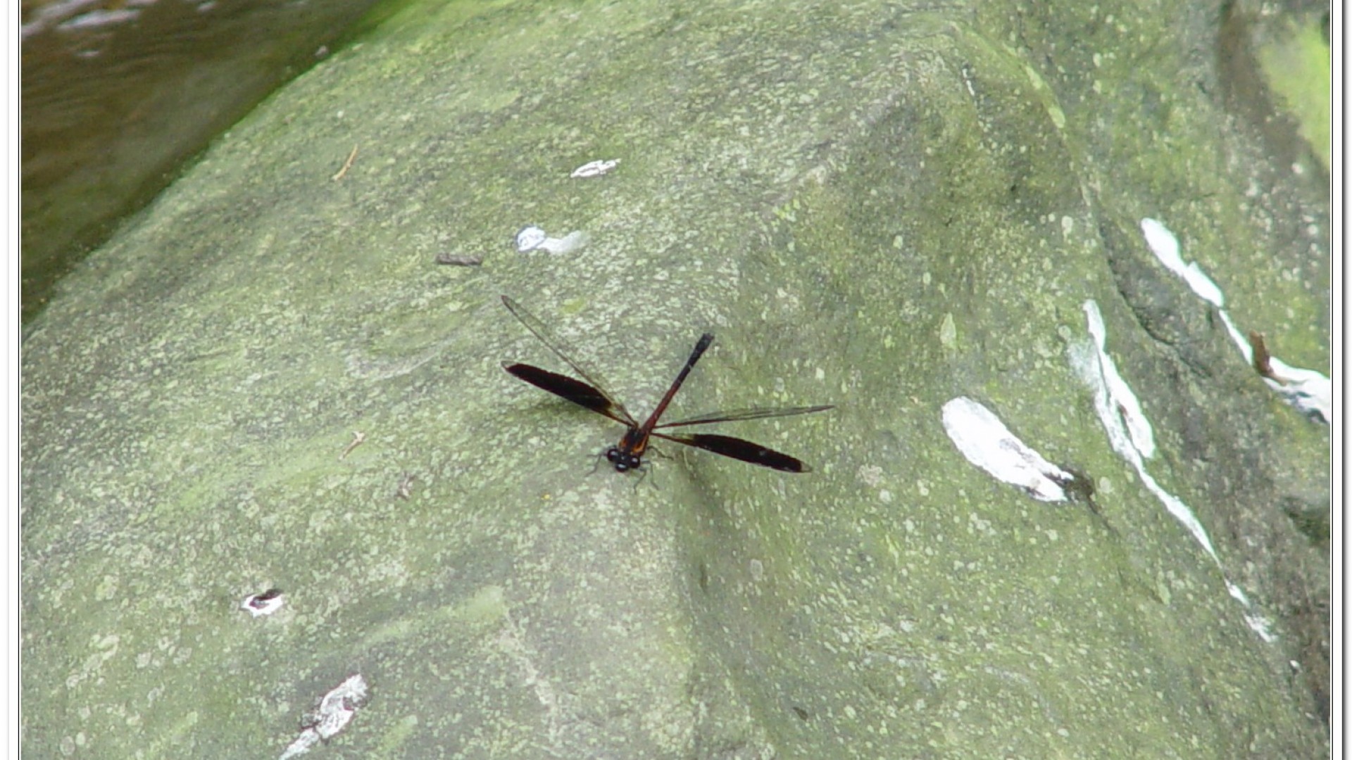 短腹幽蟌(Euphaea formosa )