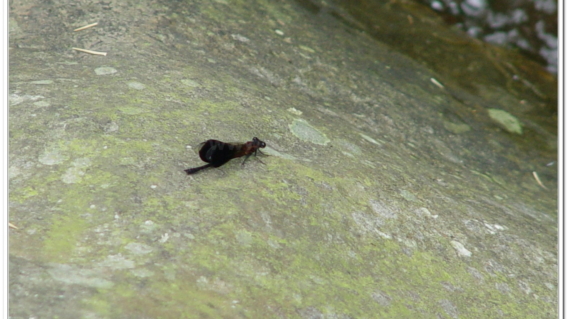 短腹幽蟌(Euphaea formosa )