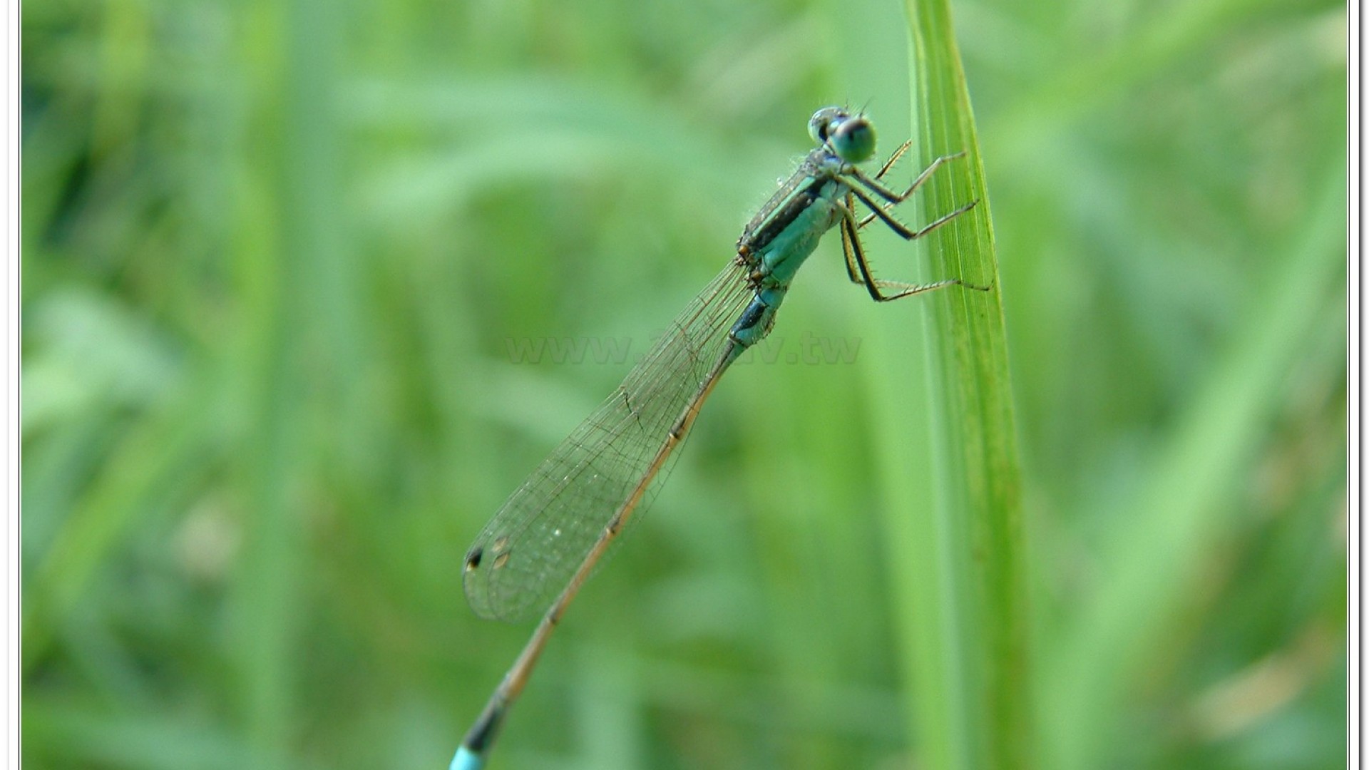 青紋細蟌(Ischnura senegalensis )