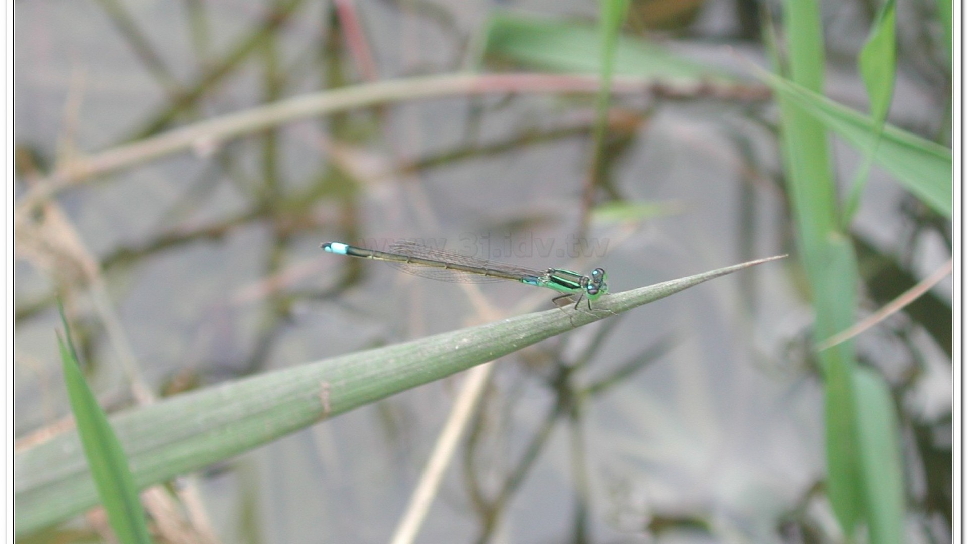 青紋細蟌(Ischnura senegalensis )