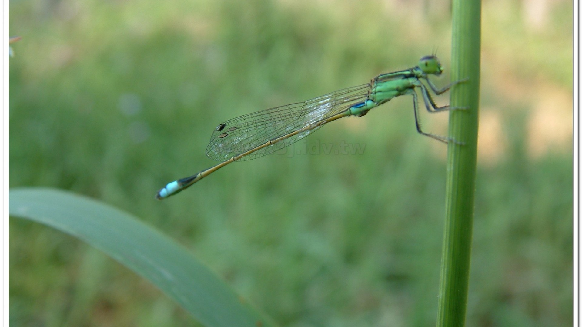 青紋細蟌(Ischnura senegalensis )