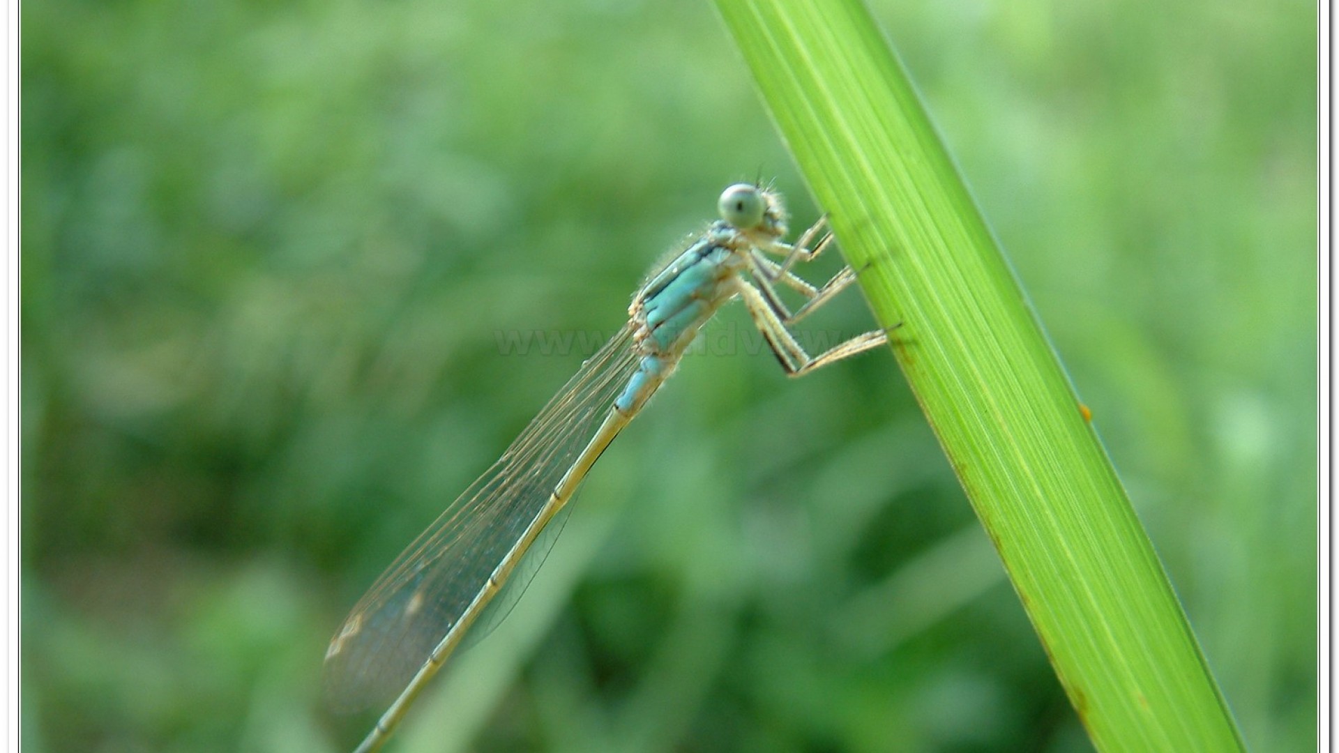 青紋細蟌(Ischnura senegalensis )