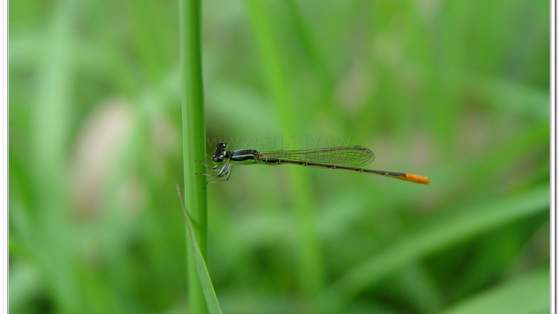 青紋細蟌(Ischnura senegalensis )