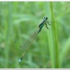 青紋細蟌(Ischnura senegalensis )