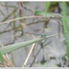 青紋細蟌(Ischnura senegalensis )