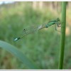 青紋細蟌(Ischnura senegalensis )
