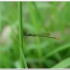 青紋細蟌(Ischnura senegalensis )