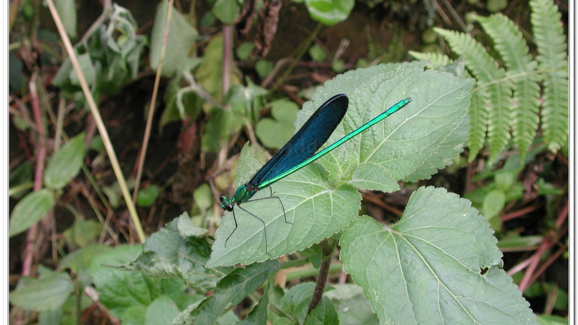 白痣珈蟌(Matrona cyanoptera )