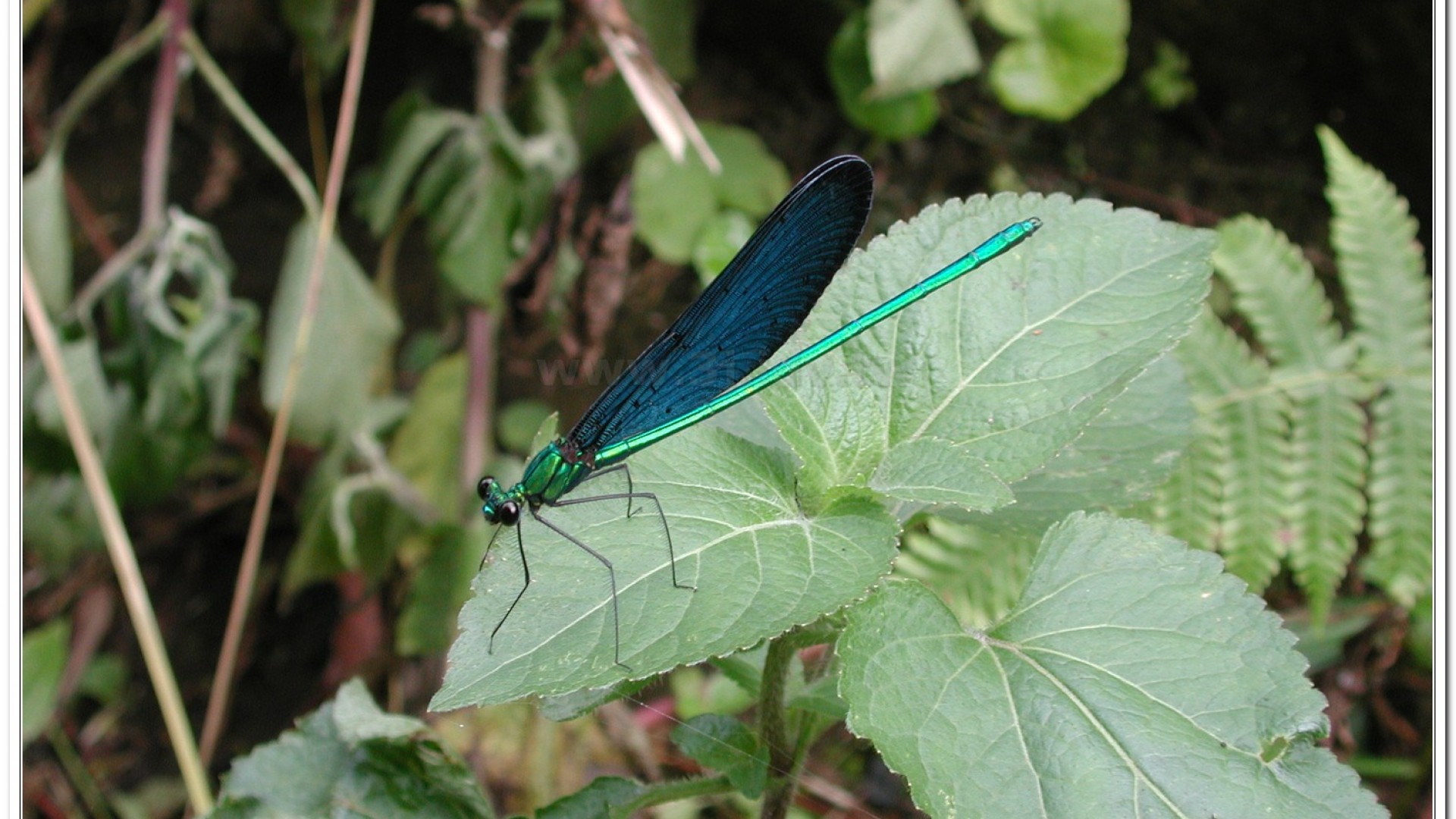 白痣珈蟌(Matrona cyanoptera )