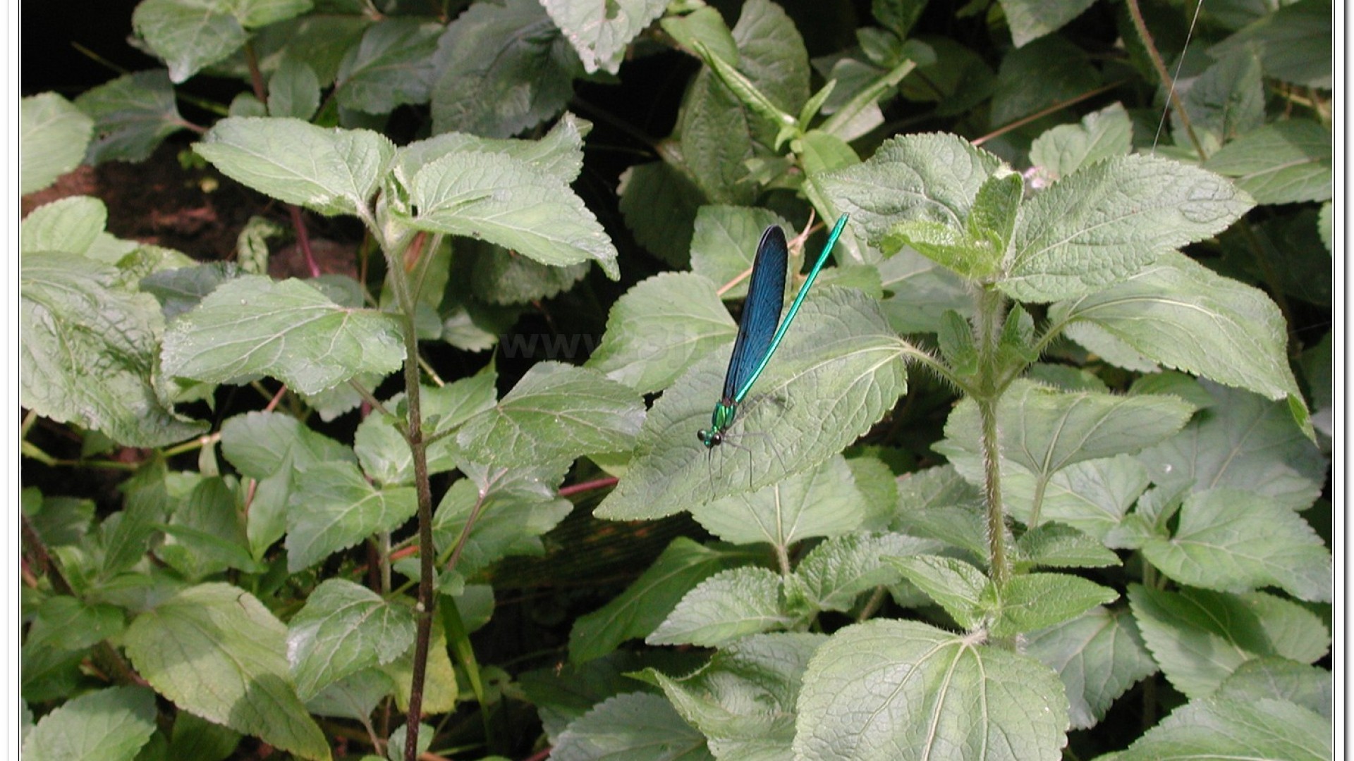 白痣珈蟌(Matrona cyanoptera )