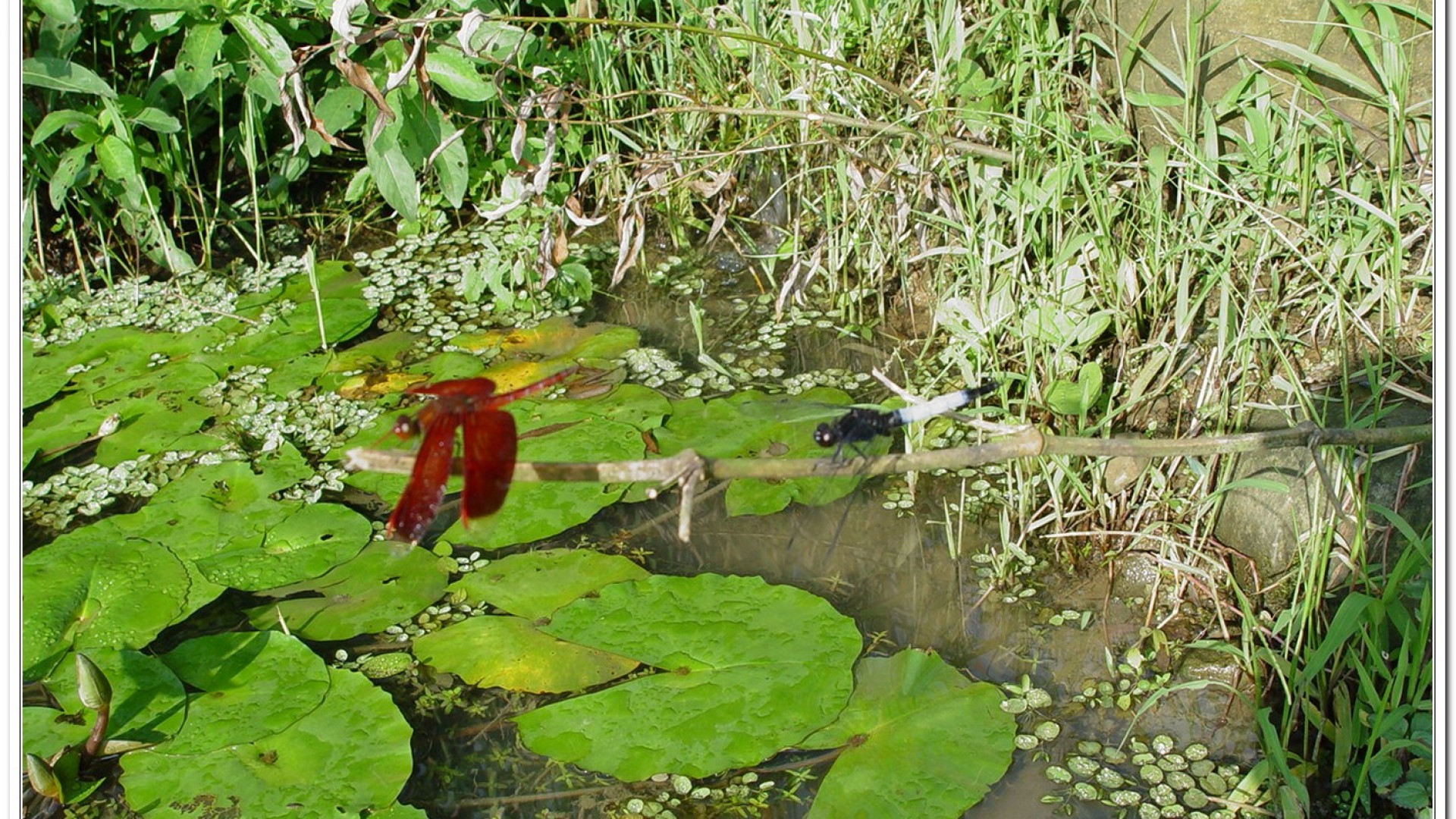 善變蜻蜓(Neurothemis ramburii )